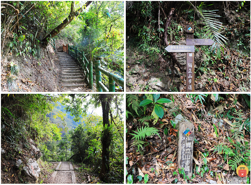 嘉義小百岳！獨立山步道！海拔840公尺！步道超酷穿越阿里山森