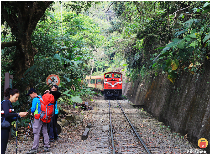 嘉義小百岳！獨立山步道！海拔840公尺！步道超酷穿越阿里山森