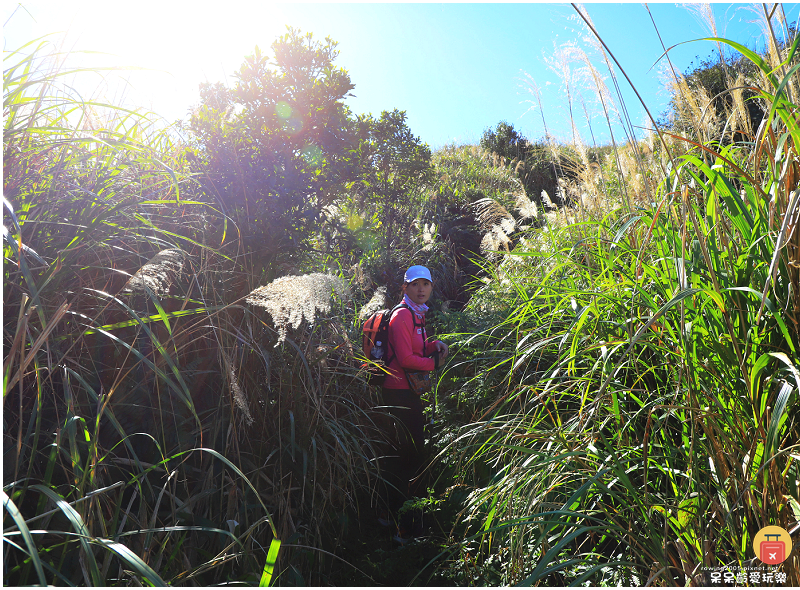 新北景點｜燦光寮山步道！全台視野最威之一等三角點！雪山山脈、