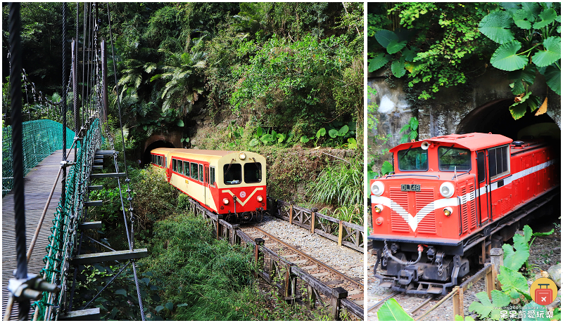 嘉義小百岳！獨立山步道！海拔840公尺！步道超酷穿越阿里山森