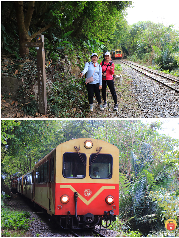 嘉義小百岳！獨立山步道！海拔840公尺！步道超酷穿越阿里山森