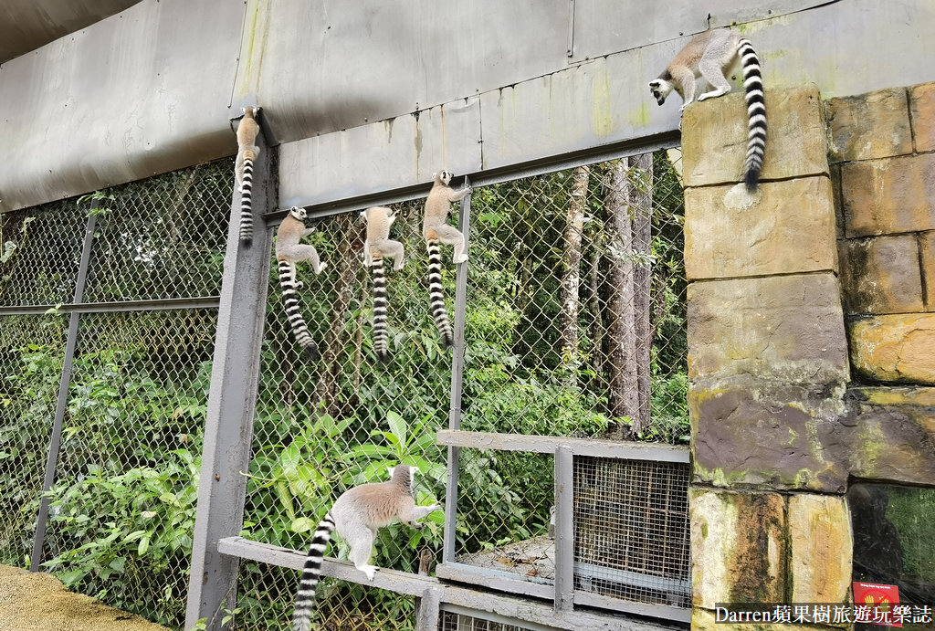 富國島動物園,富國島長頸鹿餐廳,富國島景點,富國島自由行,珍珠野生動物園,越南旅遊,富國島野生動物園