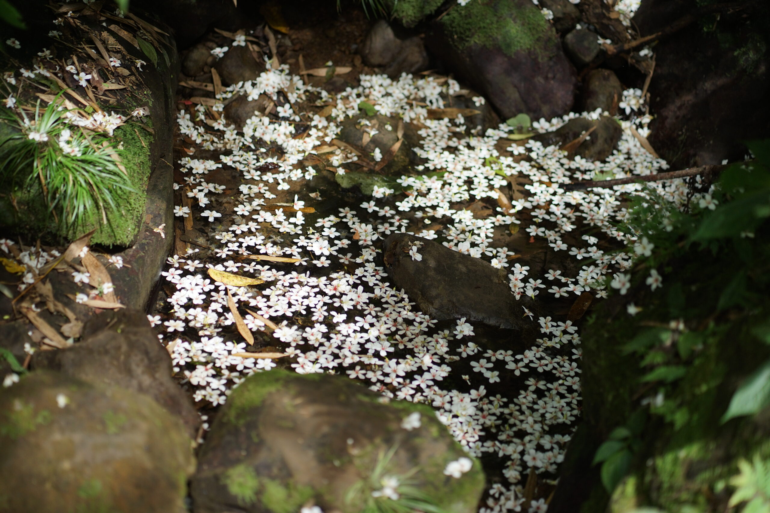 2024桃園桐花祭/九條賞桐秘境+五條示範線+三重禮遇通通告訴你