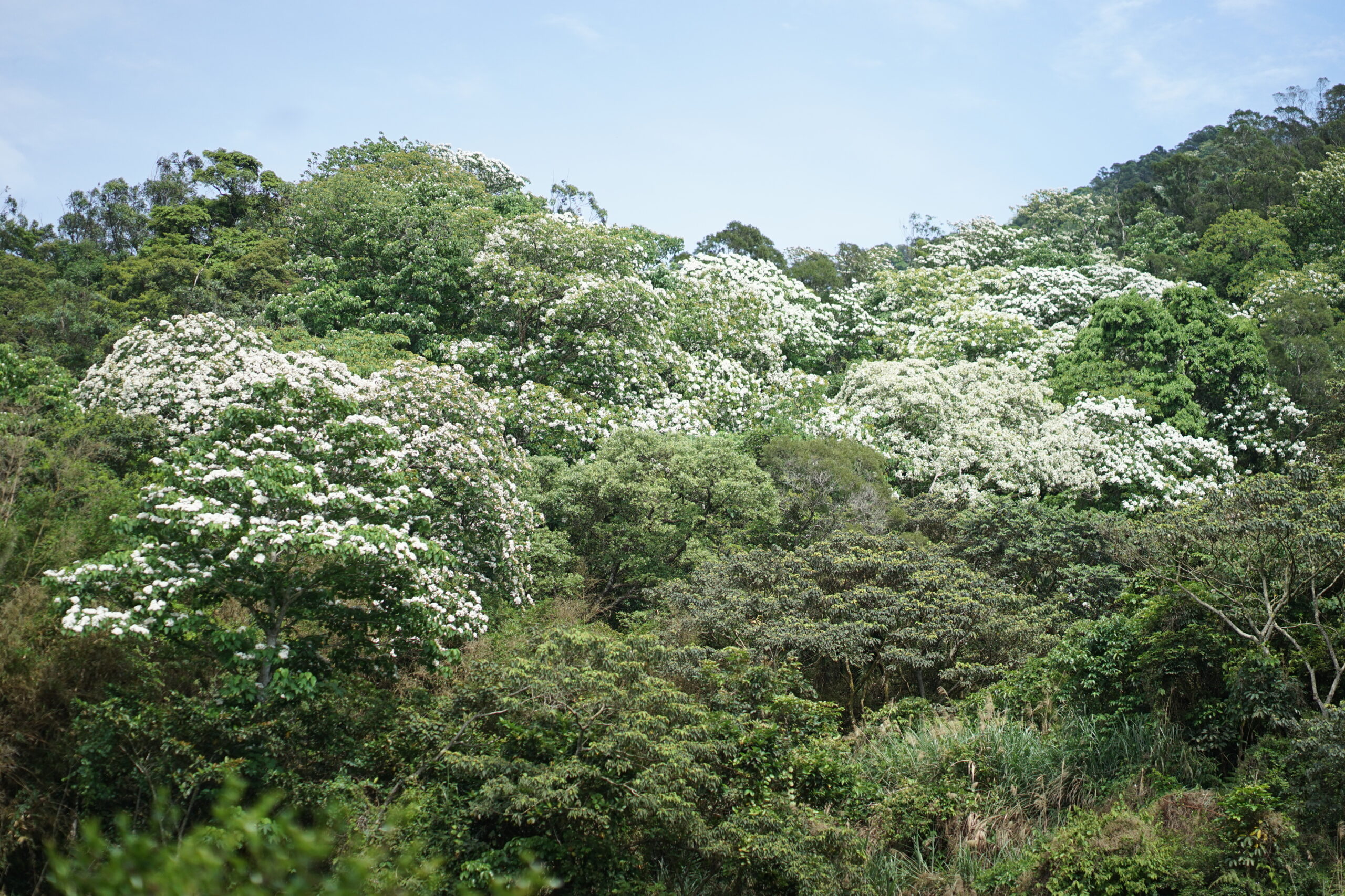 2024桃園桐花祭/九條賞桐秘境+五條示範線+三重禮遇通通告訴你
