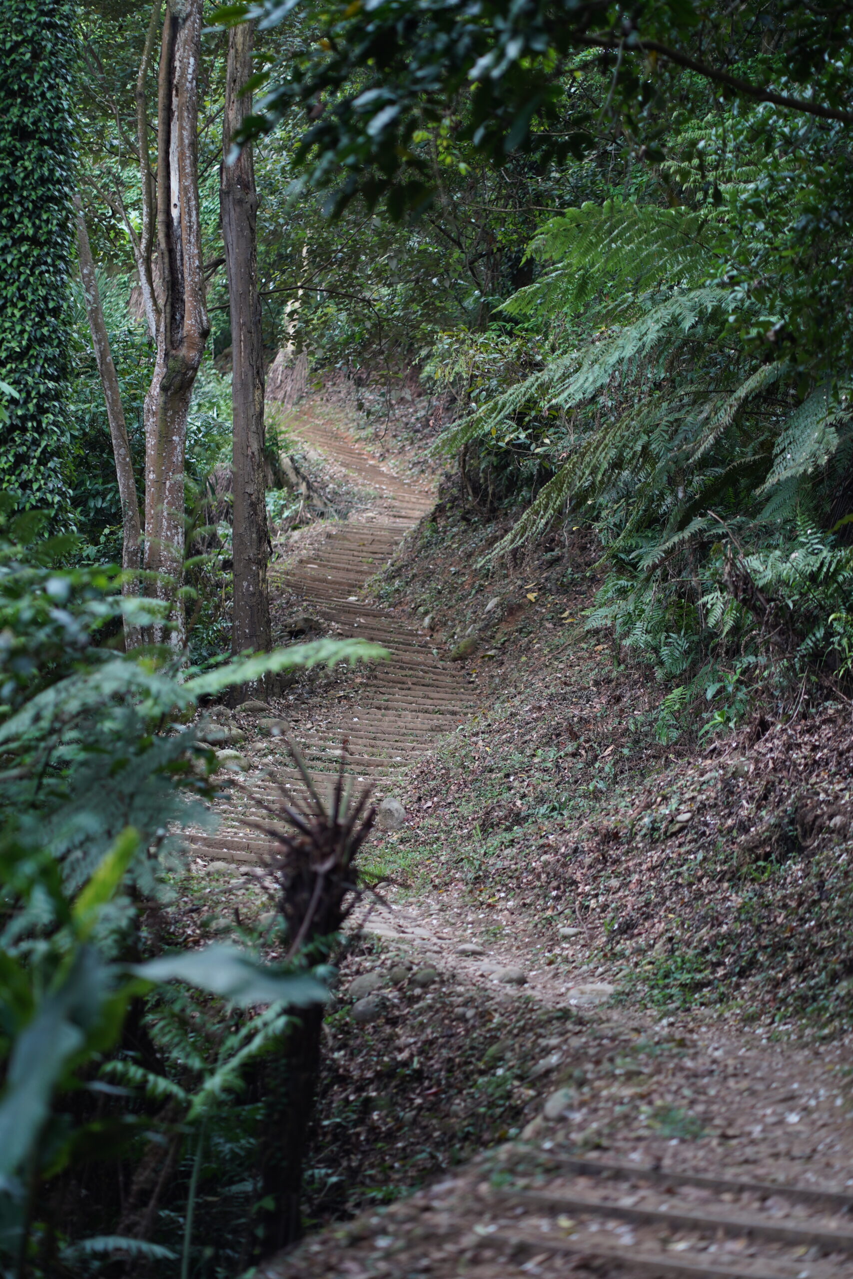 2024桃園桐花祭/九條賞桐秘境+五條示範線+三重禮遇通通告訴你