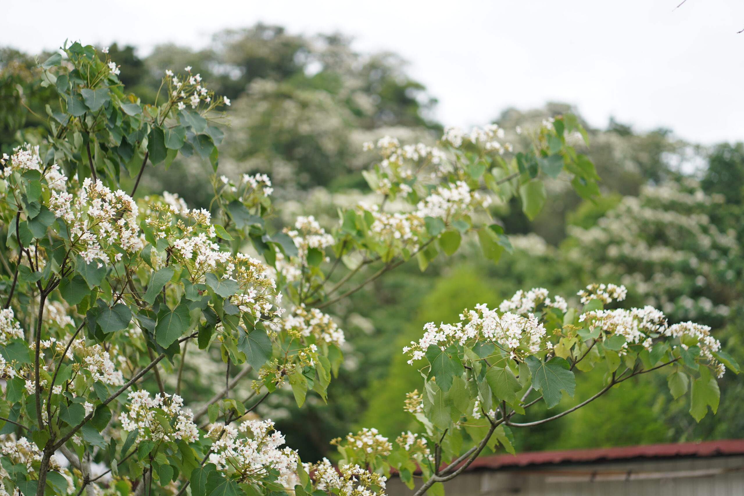 2024桃園桐花祭/九條賞桐秘境+五條示範線+三重禮遇通通告訴你
