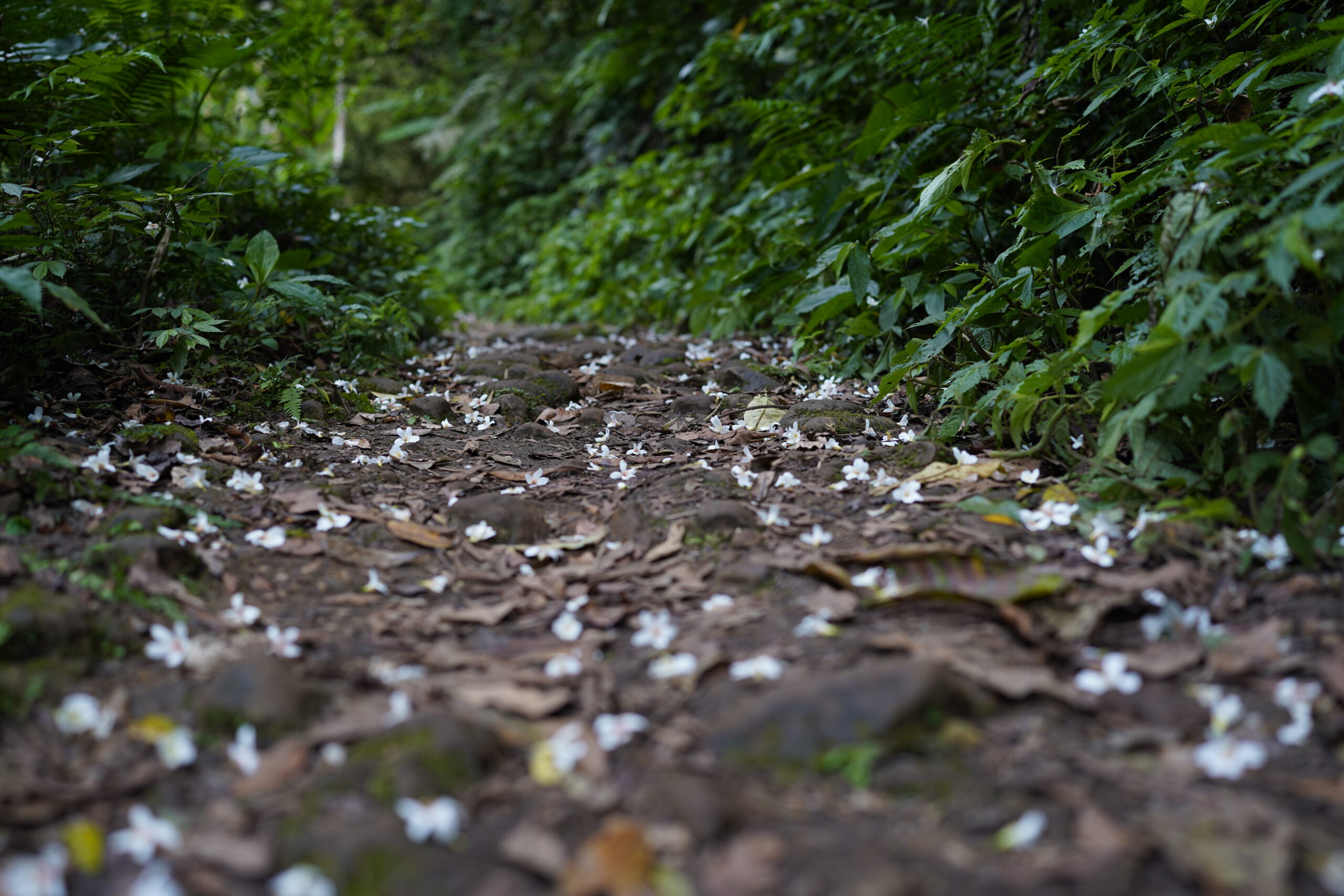 2024桃園桐花祭/九條賞桐秘境+五條示範線+三重禮遇通通告訴你