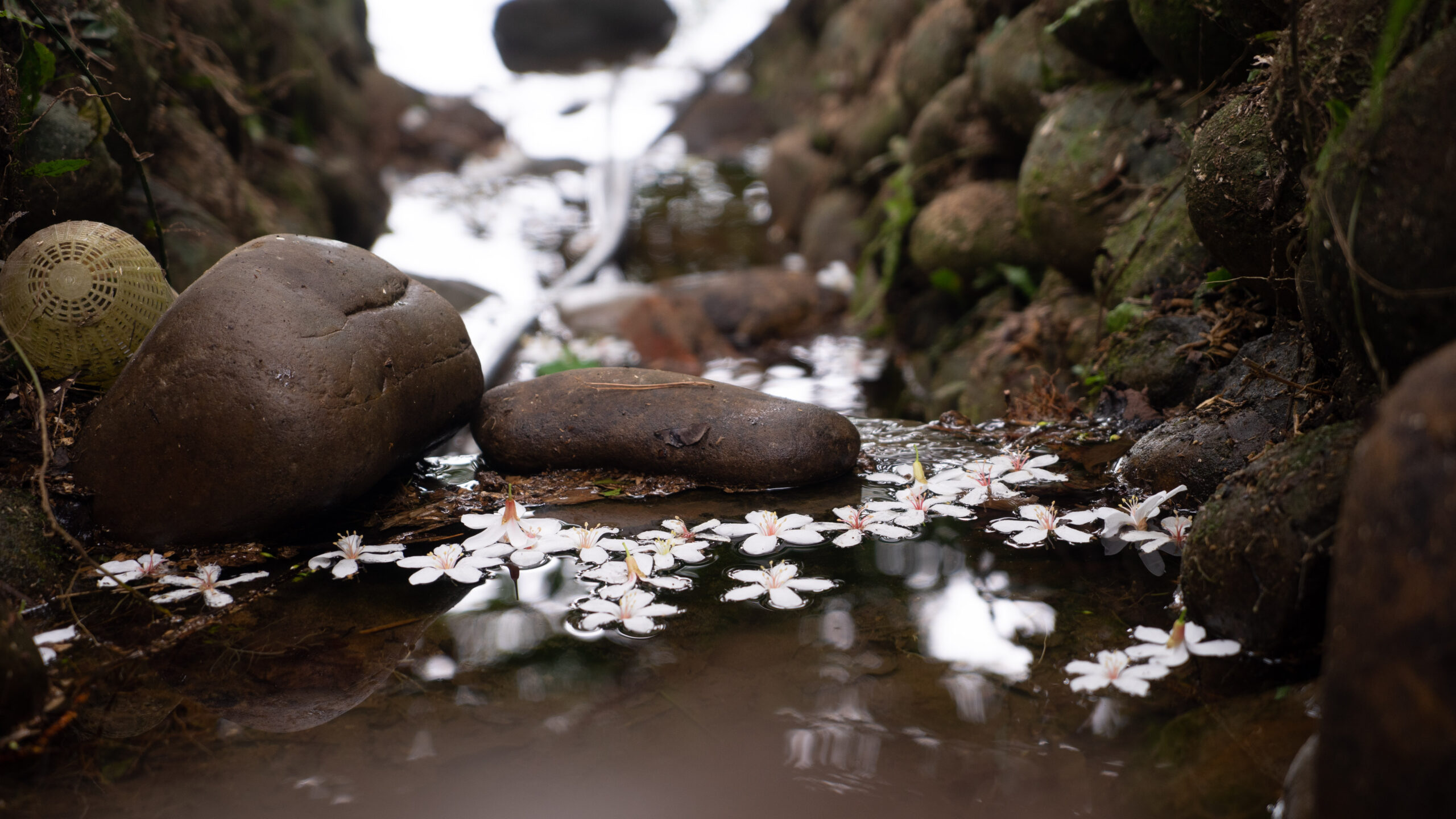 2024桃園桐花祭/九條賞桐秘境+五條示範線+三重禮遇通通告訴你