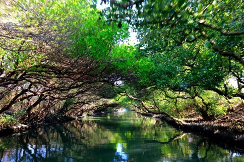 【台南景點】四草綠色隧道(附搭船票價＆交通)台江國家公園絕美倒影畫面天使之吻