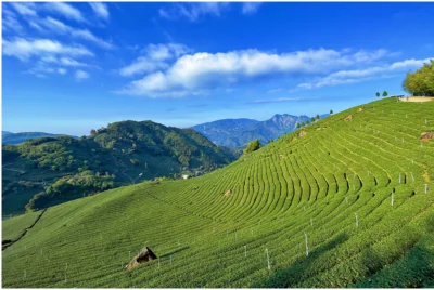 嘉義大風埕觀日峰！全台最壯觀茶園！宛如八卦茶園放大版！大塔山及大凍山美景盡收眼底！