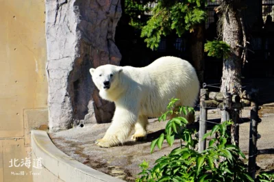 【北海道】旭山動物園：極地動物面對面，海豹游泳超療癒