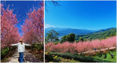 [ 宜蘭 ] 櫻花隧道滿開啦！夢幻粉紅花海怒放！打卡就能免費入園！就在櫻悅景觀渡假別墅！