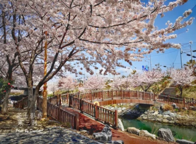 釜山親子長輩行賞櫻景點 影島 東三洞 順遊釜山國立海洋博物館