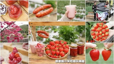 苗栗大湖鄉採草莓推薦。莓李帽草莓園馬拉邦山上草莓酸甜得宜品質好–踢小米食記