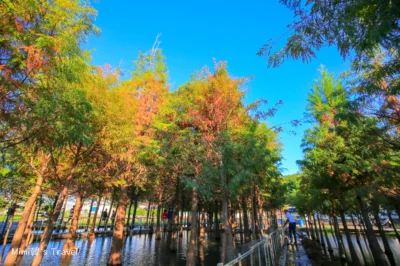 台中落羽松景點 中科落羽松 廣興花海登場 台中最夯季節限定 IG 景點