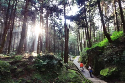 嘉義阿里山森林遊樂區(附交通&優惠門票)：巨木棧道/姊妹潭/香林神木享受滿滿芬多精 ~