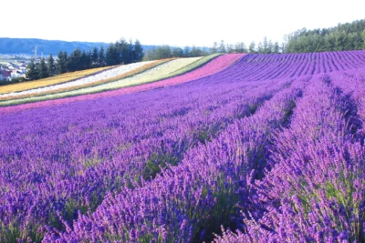 北海道避暑趣！富良野五大人氣薰衣草花田 花期延續至10月上旬