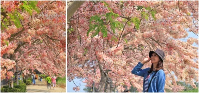 [ 台南景點 ] ~ 西港金砂里花旗木盛開！粉紅大道美不勝收！照片為2023/4/11拍攝！
