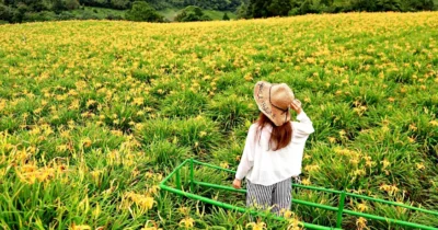 花蓮景點 玉里赤科山、富里六十石山金針花海 每年都要衝一波！