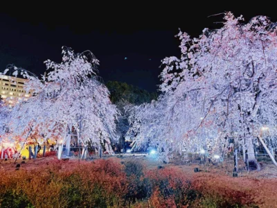 【名古屋觀光3選】吉卜力公園、熱田神宮、鶴舞公園