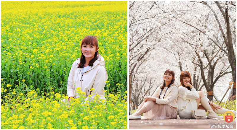 夢幻櫻花隧道與萬坪油菜花田一次滿足！