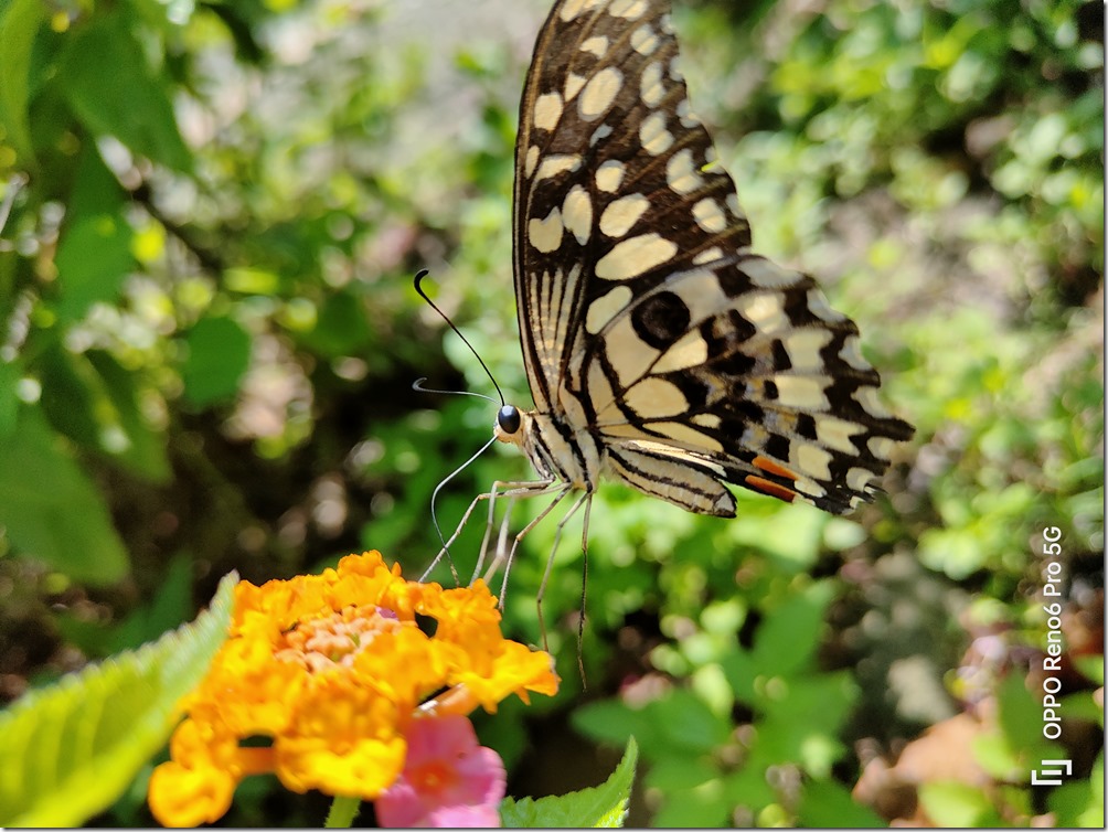 IMG20210808091202 IMG20210808091202