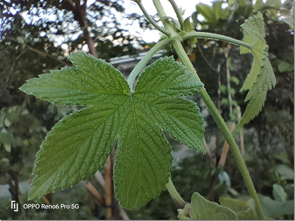 IMG20210808181520 IMG20210808181520