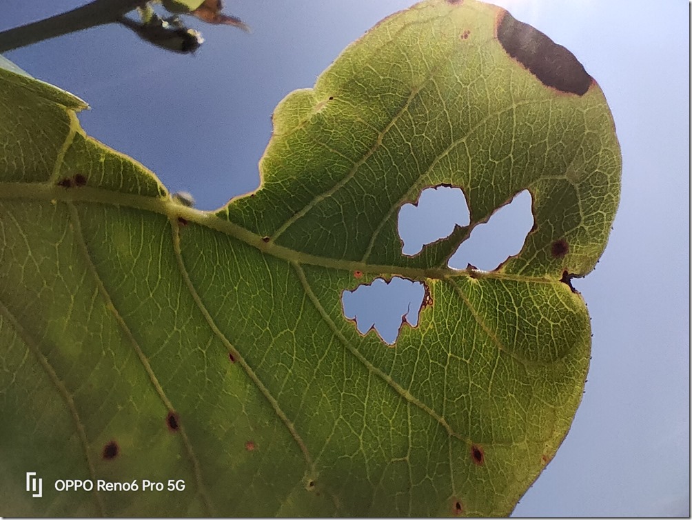 IMG20210808085953 IMG20210808085953