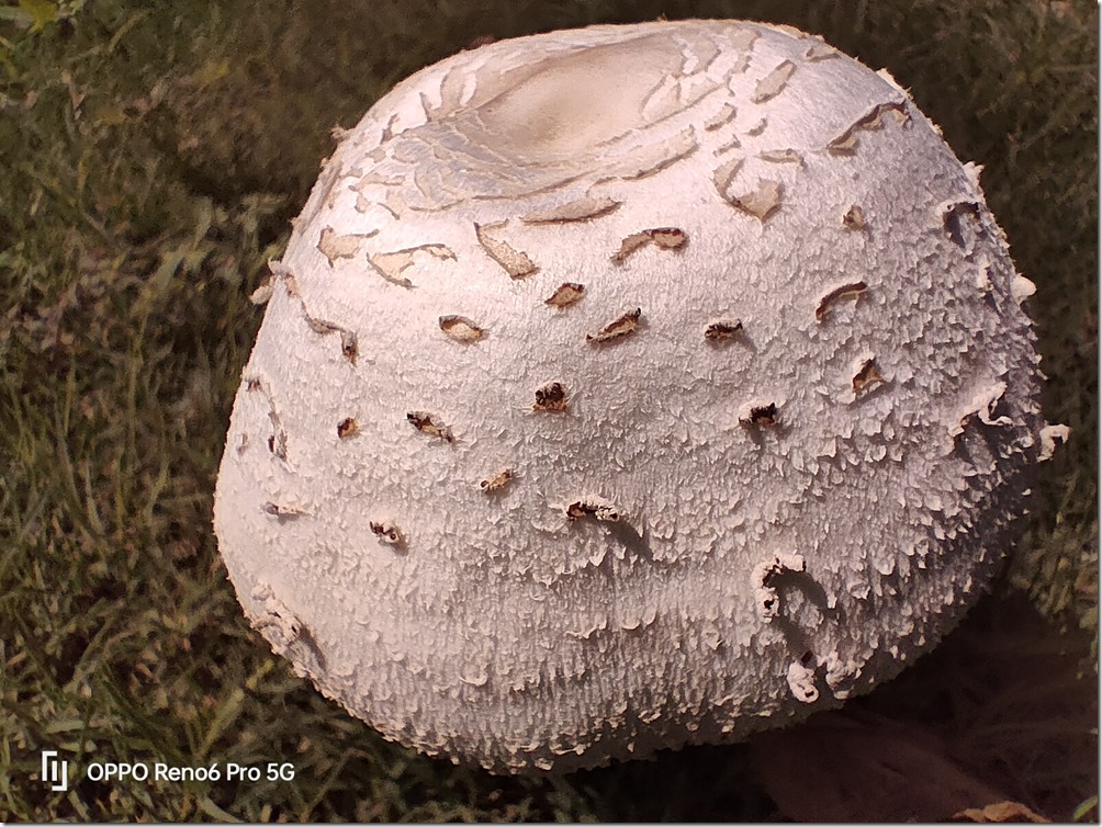 IMG20210808092843 IMG20210808092843